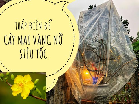 CÁCH KÍCH NỤ MAI VÀNG NỞ SIÊU TỐC