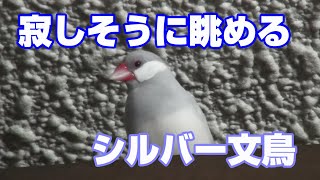 お家の解体に感づくシルバー文鳥