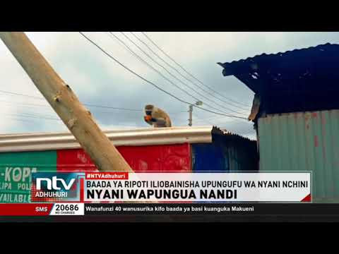 Upanzi wa miti umeanza msitu Nandi Kusini baada ya ripoti kuwa nyani wamepungua