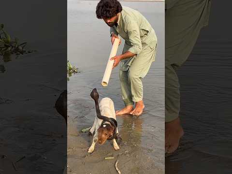 Daryi nag laly ki gachi ma