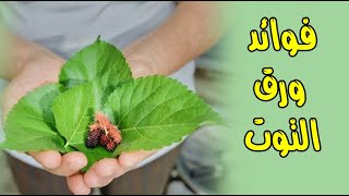 فوائد ورق التوت سوف تحرص على تناوله يومياً ! فوائد ورق التوت سوف تحرص على تناوله يومياً !
