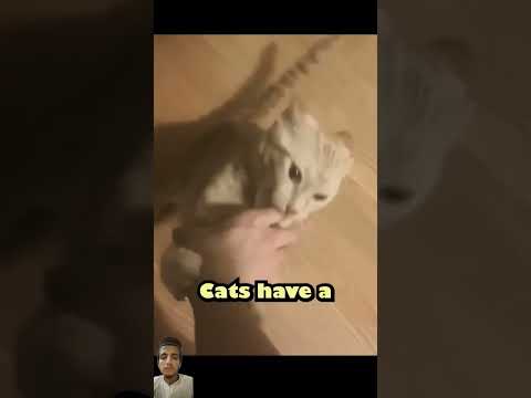 I have seen the catch of the cat🐈‍⬛⏳️ #cat #animals