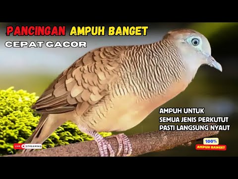 Perkutut Lokal Gacor Suara Kung Besar Pancingan Semua Perkutut Agar Cepat Bunyi! | Zebra Dove 100