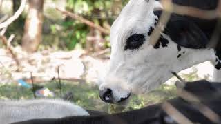 Download lagu Cow Stock Footage - Cow Free Stock Videos - Cow No Copyright Videos mp3