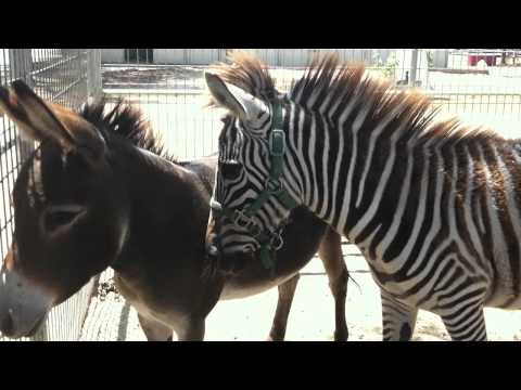 Zebra Noise