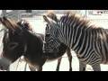 Zebra Noise