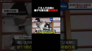 #ニュース#壺浅アナ#放送事故#猫#かわいい#速報