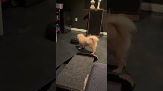 Video preview image #1 Pomeranian-Unknown Mix Puppy For Sale in Corona, CA, USA