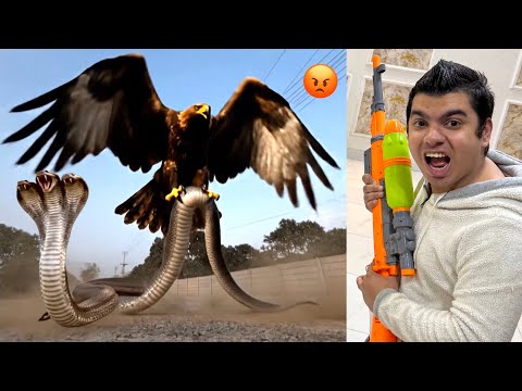 Big Eagle or Big Snake Ki Fight 😨 Waleed Snake Bn Gya Kia ? 