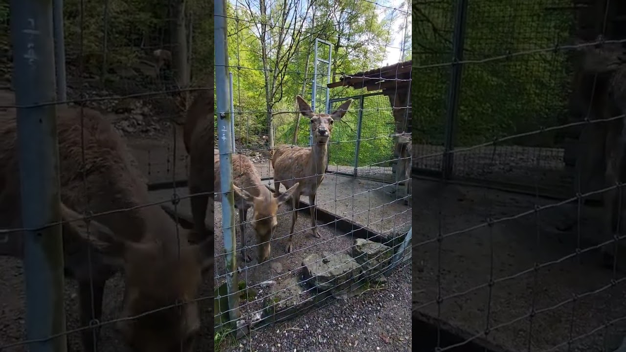 YouTube Short thumbnail