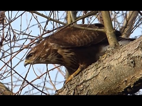 Ptice Hrvatske - Škanjac (Buteo buteo) (Birds of Croatia - Common Buzzard) (1/1)