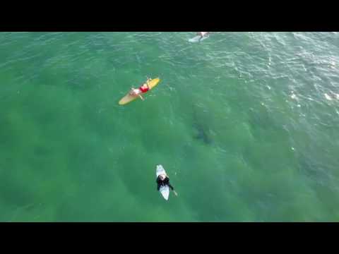 Aerial Footage Captures Shark Lurking Below Surfers at Kiama