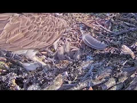 Breakfast for the Loch Arkaig Osprey chicks including day-old Bob3 6 Jun 2022