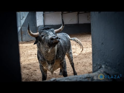 SORTEO | Novillos de Los Maños