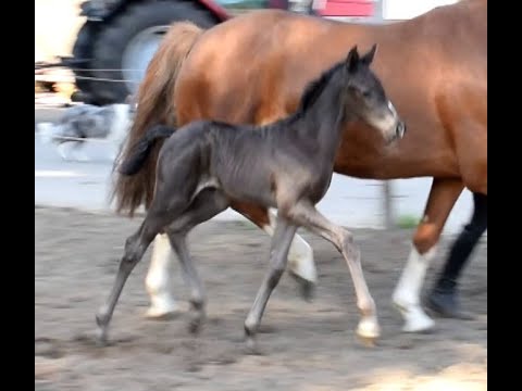 Stutfohlen geb. 18.05.2020 v. Le Vivaldi - Danciano - His Highness - Rotspon