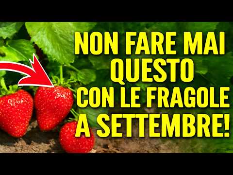 Non fare MAI questo con le fragole a settembre! È lerrore fatale che comprometterà il vostro raccol