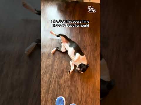 Un mignon boston terrier refuse de laisser sa mère partir au travail