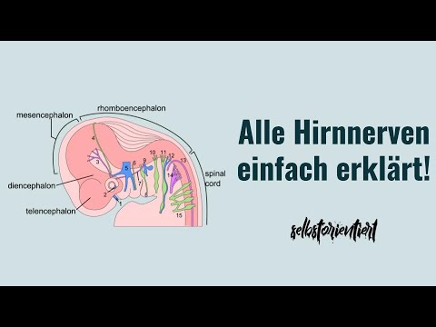 All cranial nerves 1 to 12 simply explained! - Classification | Exit points | Cranial nerve nucle...