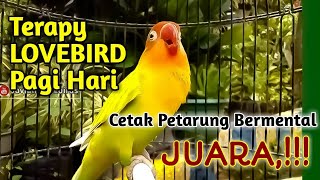 Download lagu TERAPY LOVEBIRD PAGI HARI, Dengarkan Suaranya, Cetak LB mu Jadi Petarung HANDAL dan Bermental JUARA💪 mp3