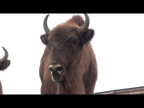 Nový domov pro ohrožený druh: Zoo Praha vypustila zubry do Dolních Počernic