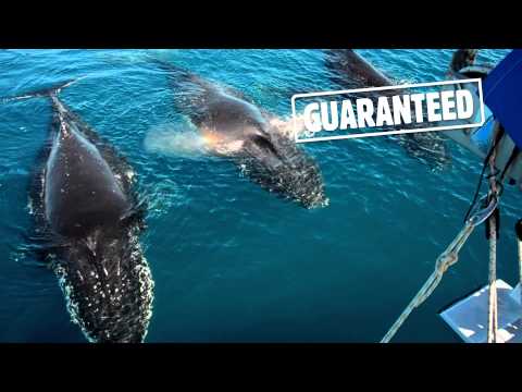 Whale Watching