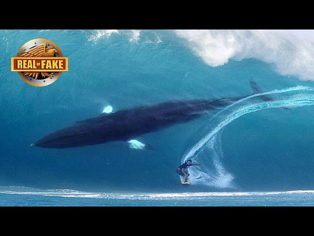 HUGE WHALE JOINS SURFER ON BIG WAVE - real or fake?
