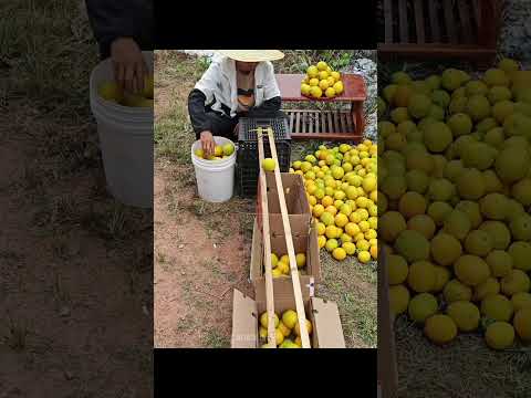 劳动人民的大智慧，办法总比困难多！