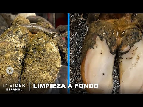 , title : 'Cómo se limpian a fondo las pezuñas de las vacas | Limpieza a fondo | Insider'