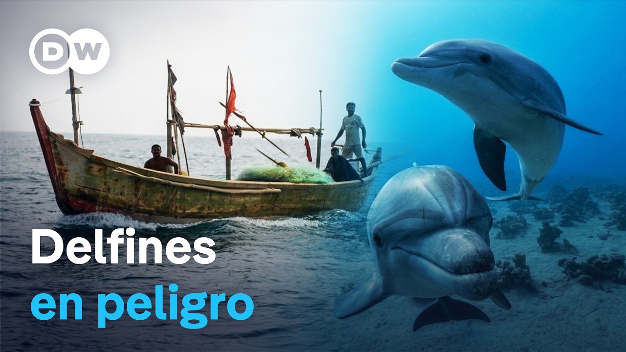 La cacería ilegal de delfines | DW Documental