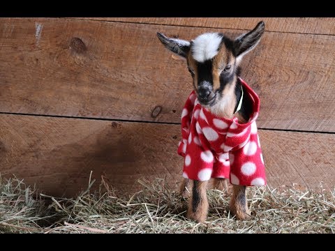 The Greatest Goat Kid PJ Party Ever!