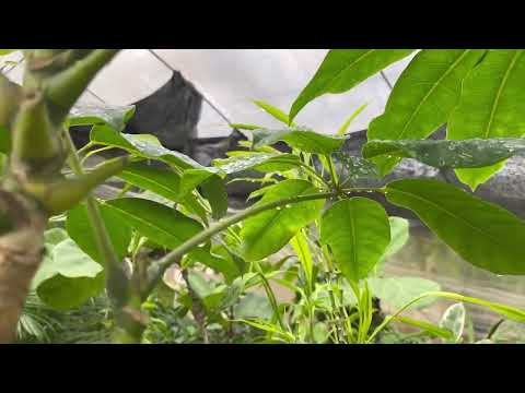 園芸 すす状のカビ、黒くてベタベタした葉