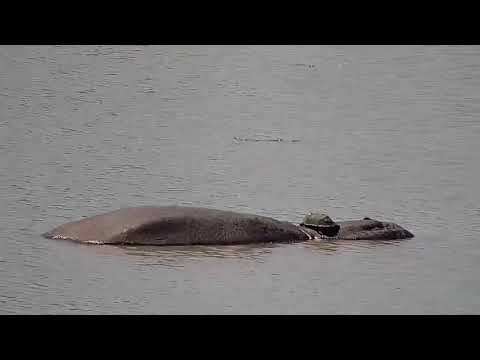 Djuma: Hippo and Terrapin - 10:49 - 09/25/21
