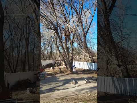 So a lady walked into the backyard...... #ducks #nature #backyard