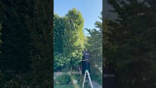 Holiday Lights Installation: Upper Queen Anne Home Transformation! #shorts