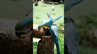 Download lagu #nocopyright #free #subscribe #shorts #short #videos #video #birds #nature #photography #explore mp3 Download lagu #nocopyright #free #subscribe #shorts #short #videos #video #birds #nature #photography #explore mp3