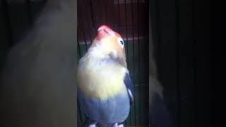 Download lagu Love Bird Special ngekek panjang 5 menit mp3