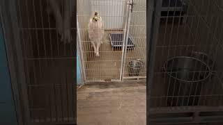 Video preview image #1 Great Pyrenees-Unknown Mix Puppy For Sale in Grafton, WI, USA