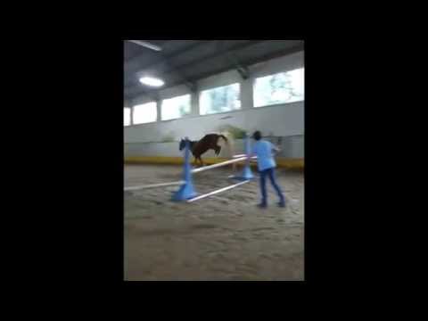 Brina del Sauro - Centro Ippico Castel di Guido - Roma