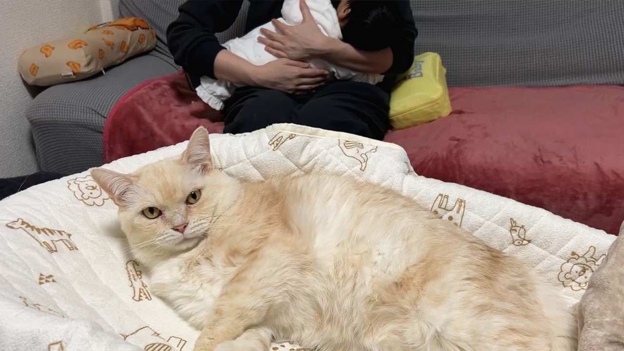 猫と赤ちゃんのために導入した新入りが優秀すぎた【Dreame FP10 空気清浄機】