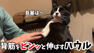 背筋をピンッと伸ばすハウル　引越したハウルの猫パンチ