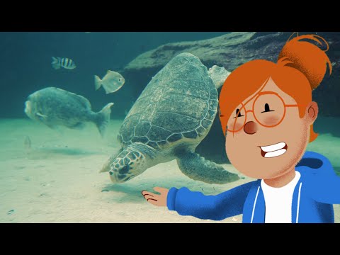 🐢 Explorando o Mundo das Tartarugas com a Didi! 🏝️ Aventuras no Oceano 🌟