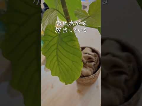 黒くなった植物の対処法は？美しい緑の葉を作るための4つの解決策!  庭園