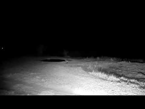 Djuma: Lone Hyena walks past the cam and towards the lodge - 21:30 - 07/27/21