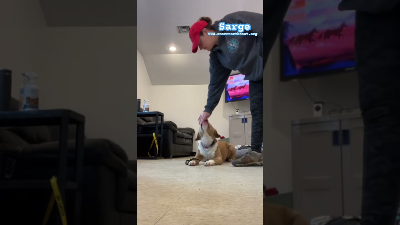 Enlarge AC - Sarge, a Adoptable mixed breed in Saranac Lake, NY video 5/7