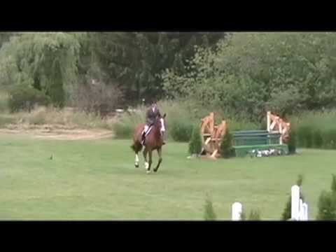 Batik- Junior hunter Equitation horse