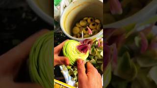 Download lagu The Plant That Hides Its Best Part Deep Inside! #shortsfeed #shortvideo mp3