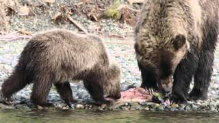 "Keep It Wild" 4: Gateway to the Great Bear