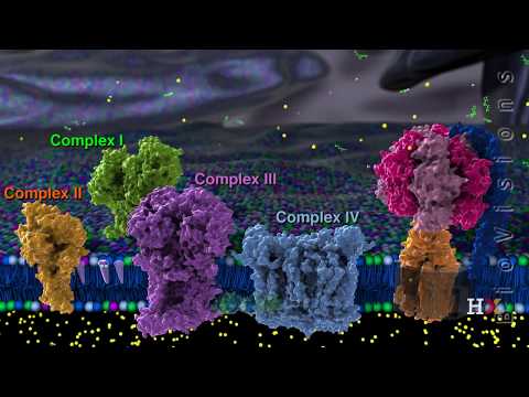 Electron transport chain