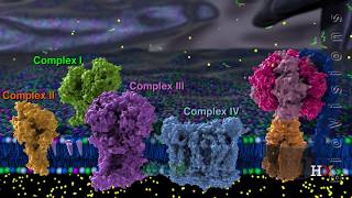 Tumour immunology and immunotherapy