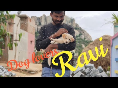 Dog lovers ❤️ Animals, #love #BGM New WhatsApp status